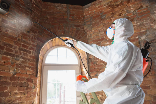 Why You Should Choose Our Mold Remediation Services in Gonzales, TX